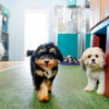 Pet Paradise Las Colinas gallery