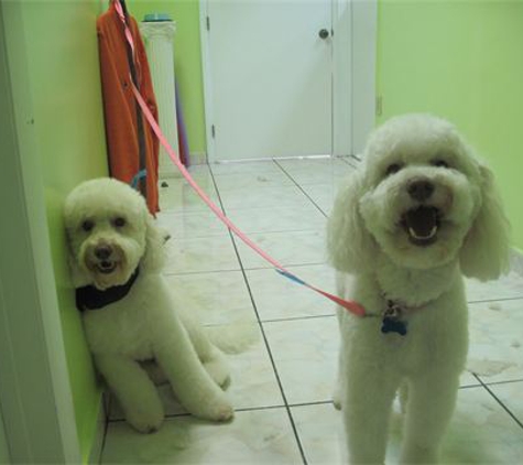 Pet Avenue Grooming and Boarding - Miami, FL