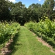 Southwind Vineyard