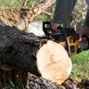 TimberJack Tree Service, Inc. gallery