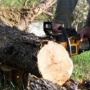 TimberJack Tree Service, Inc. - Tree Service