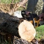 TimberJack Tree Service, Inc.