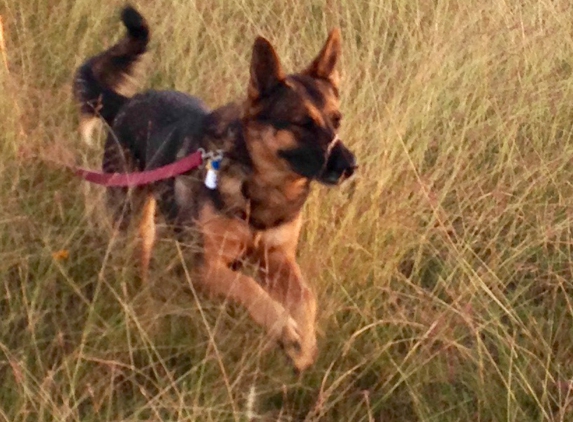 Bed & Biscuit Pet Boarding - Wimberley, TX. Phoenix is happy at Bed and Biscuit in Wimberley.