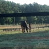 Clemson University Horse Center gallery