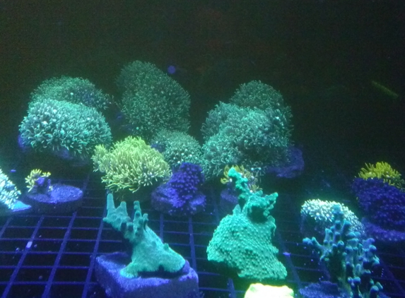 Corner Cove Corals - Loganville, GA