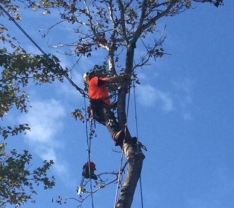 Plumb Trees - Croydon Park, NSW