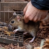 Kent's Pest Control gallery
