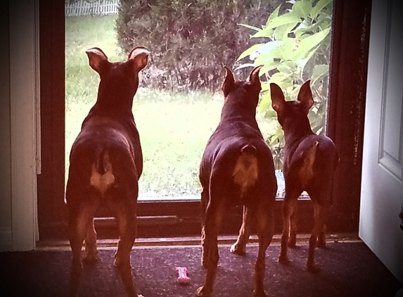 Abigail's Top Knots & Tails - Antioch, IL