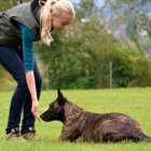 Marjon Kennels