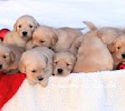 My Golden Retriever Puppies - Millersburg, OH