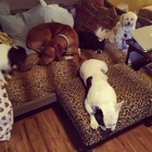 Doyle's Doggie Daycare