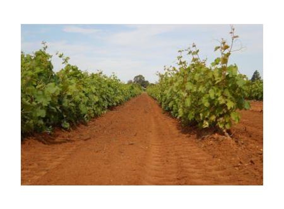 Merbein Vine Nursery - Birdwoodton, VIC