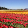 Tulip Town gallery