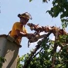 Stephenson Tree Care Inc