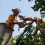 Stephenson Tree Care Inc