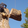 LOW COST STUMP GRINDING AND TREE WORK gallery