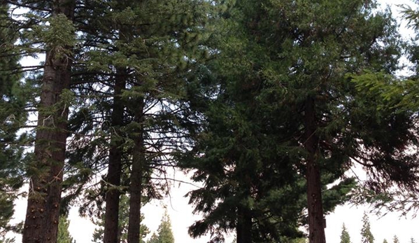 McMillan Tree Services - Chico, CA