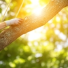 Carter Brothers Trees & Landscape Inc gallery