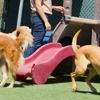 First Class Pet Lodge & Doggie Day Camp gallery