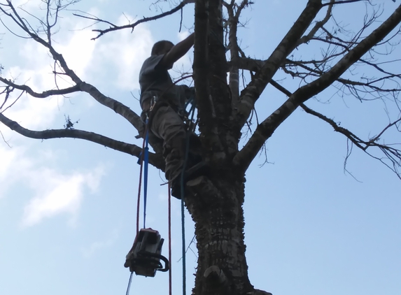 A cut above tree service - Supply, NC