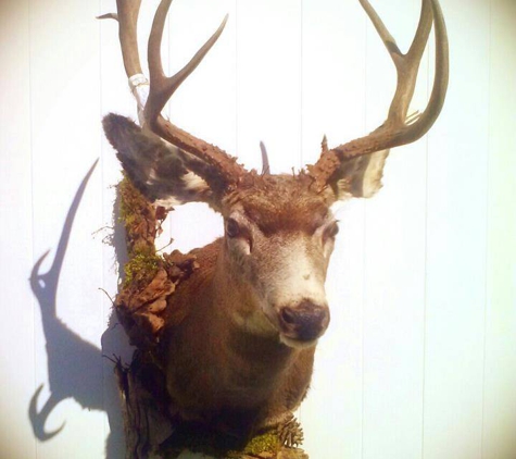 Wild America Taxidermy - Burley, ID