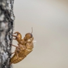 Browning Pest Control gallery