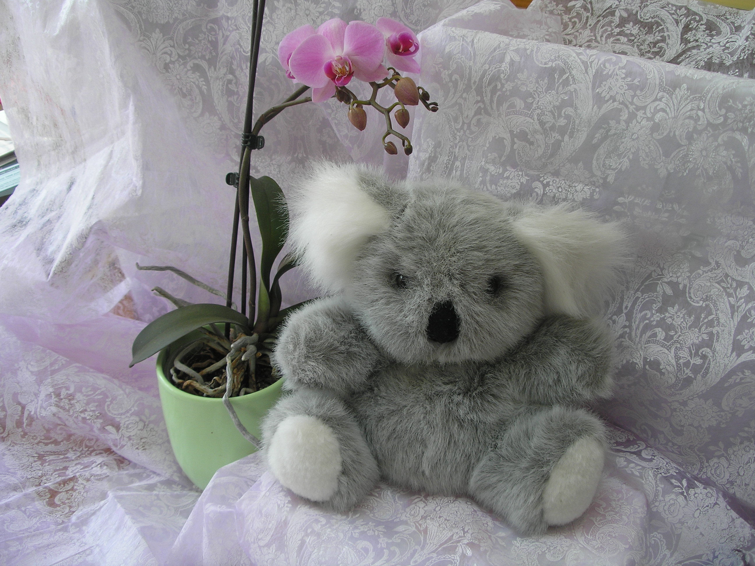 Hotpads  Koala's Boutique