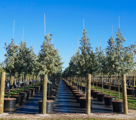 TreeWorld Wholesale - Homestead, FL. Conocarpus erectus var. sericeus (Silver Buttonwood)