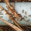 Metro Pest Management gallery