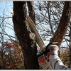 Aubrey's Tree Service & Landscaping gallery