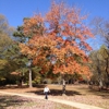 Panola Mountain State Park gallery