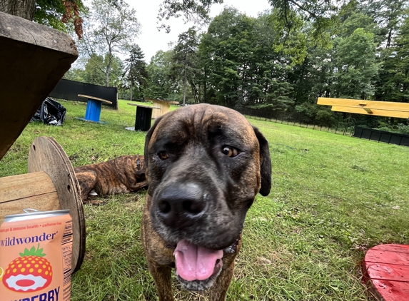 Canine Confidence Center - Rhinebeck, NY