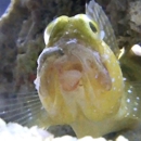 Fish R US - Pet Stores
