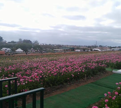 The Flower Fields at Carlsbad Ranch - Carlsbad, CA