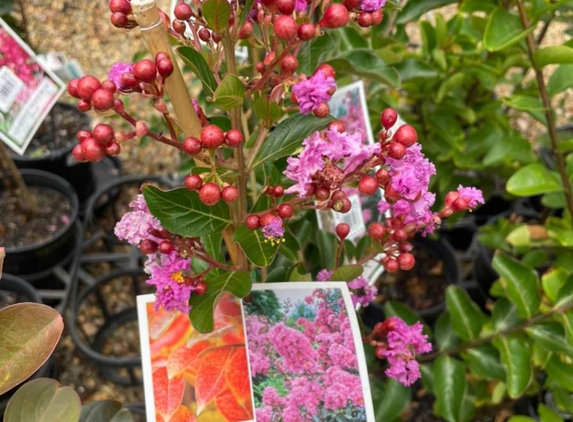 Highfields Garden Centre - Highfields, QLD