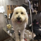 Bayou Vista Pet Grooming