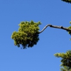 D&S Tree Service gallery