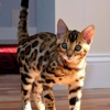 Mirabell Bengals gallery