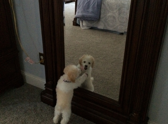 Your Pet's Choice - Southwick, MA. Lexi admiring herself