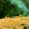 All-State Exterminating Co gallery