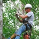 McBride Tree Service