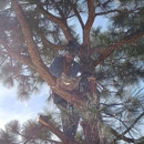 Central Colorado Tree Service