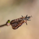 Coast to Coast Property Inspections, Inc. - Pest Control Equipment & Supplies