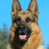 Patriot K-9 Services Inc. gallery