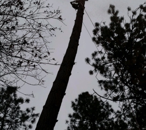 Tree of Eden - Chico, CA