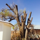 Tomcat's Tree Trimming - Tree Service