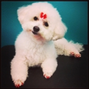 Hollywood Grooming - Pet Grooming