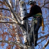 A-1 Affordable Tree Service gallery
