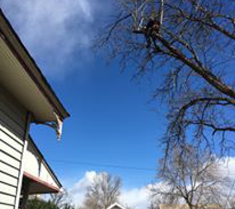 The Tree Man Tree Care LLC - Loveland, CO