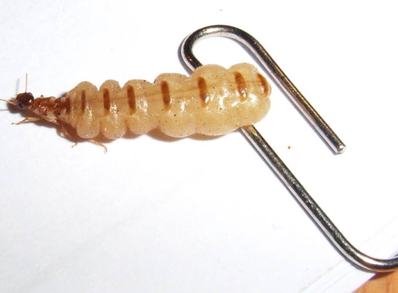 Systems Pest Management Pty Ltd - Thornleigh, NSW